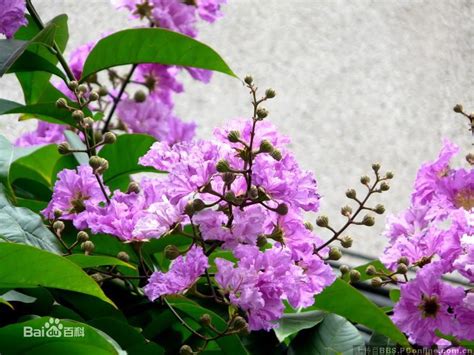 紫薇開花期|大花紫薇 